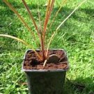 Dracaena Bronze Spike Annual Seeds