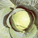 Cabbage Early Jersey Waekfield Vegetable Seeds