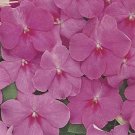 Impatiens Accent Series Rose Annual Seeds