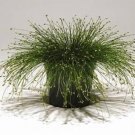Ornamental Grass Seed - Isolepis Live Wire Msp Seeds