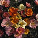 Eschscholzia California Poppy Mission Bells Annual Seeds