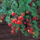 Tumbling Tom Red Tomato Seeds