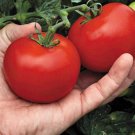 Megabite Tomato Seeds