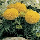 Marigold Seed - African Antigua Series Gold Annual