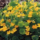 Nasturtium Whirlybird Golden Yellow Annual Seeds