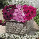 Petunia Aladdin Burgundy Morn Mix Annual Seeds