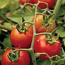 Fox Cherry Tomato Seeds