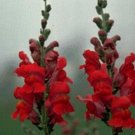 Snapdragon Rocket Red Annual Seeds