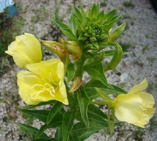 40 Scented Evening Primrose Yellow Oenothera Re Seeding Ann