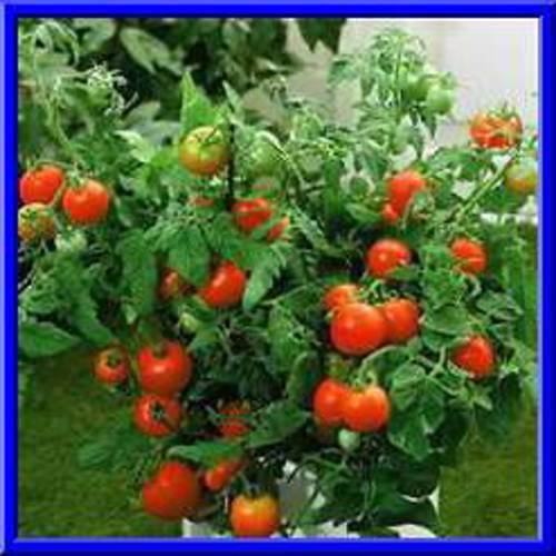 Bush Beefsteak Tomato Seeds! LOADS OF FRUIT ON COMPACT PLANTS!