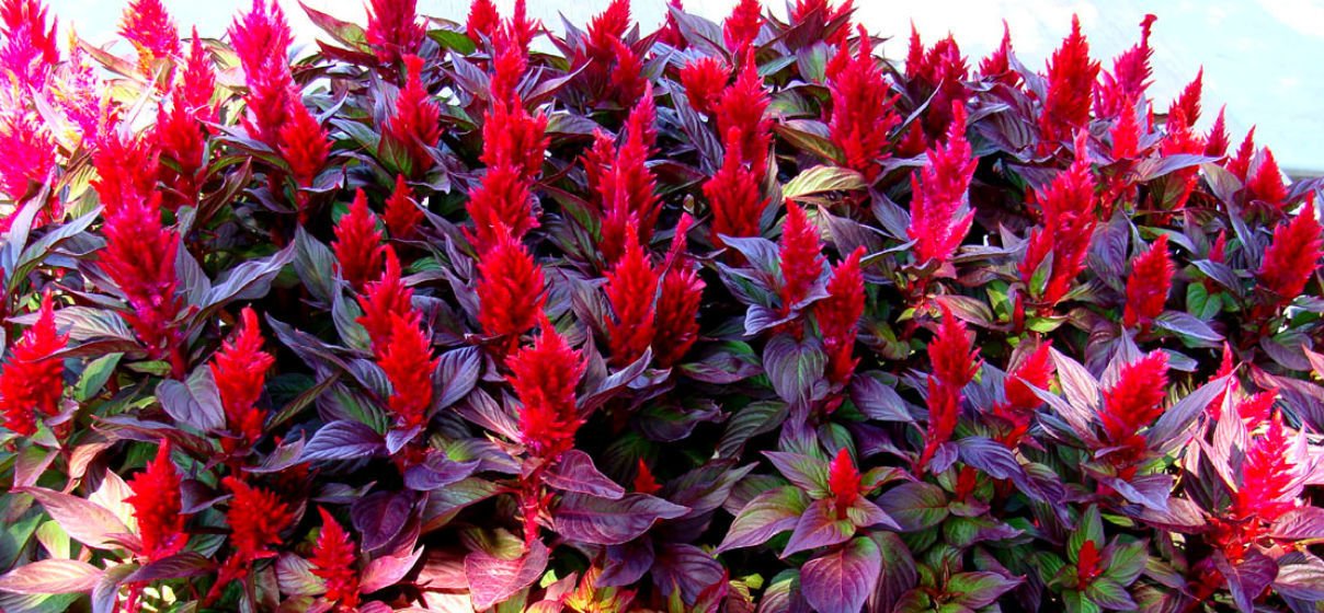 Forest Fire Scarlet Celosia! 30 SEEDS! THIS WILL STAND OUT