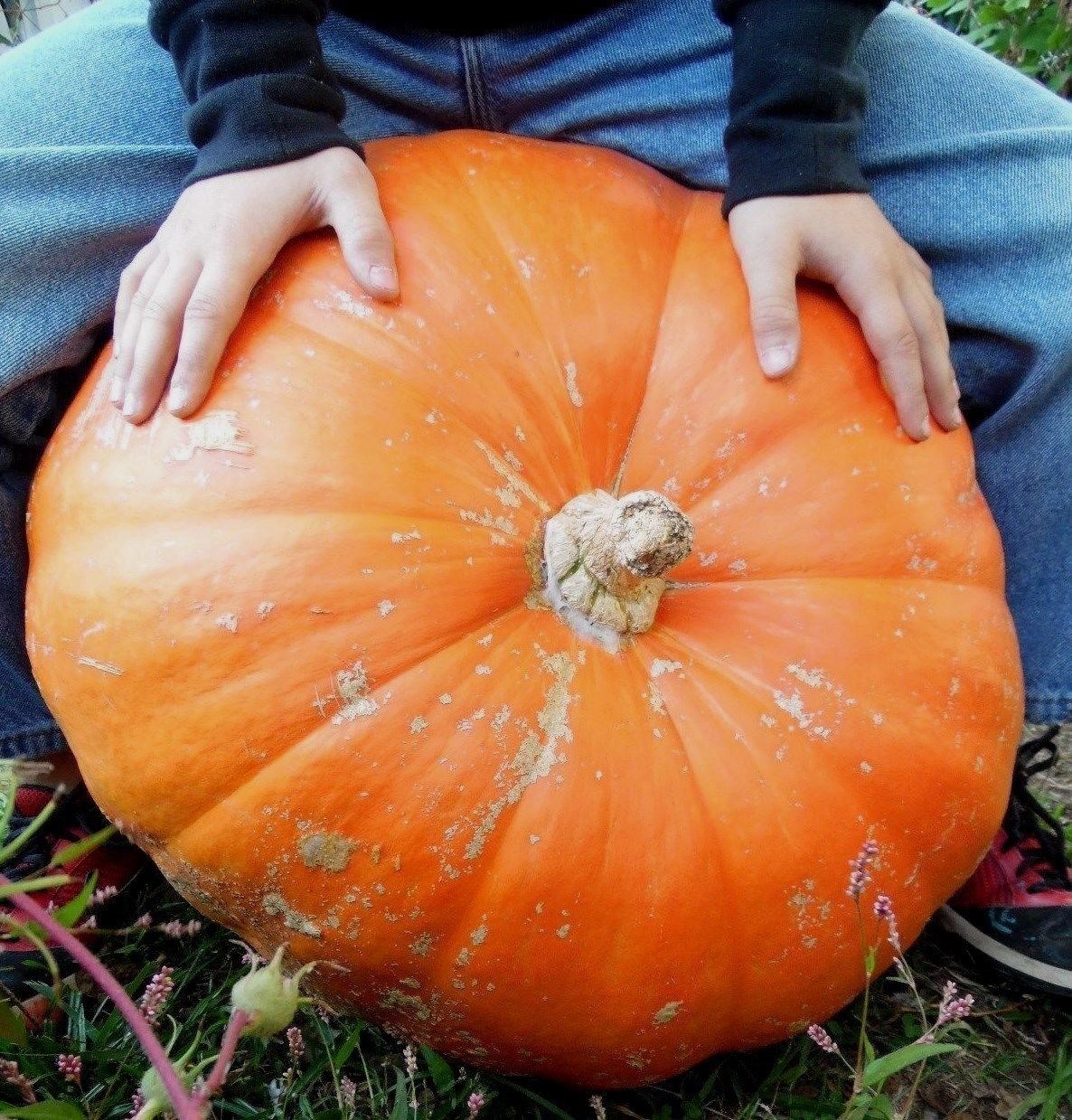 Huge Prizewinner Pumpkin Seeds ! Grows massive pumpkins!