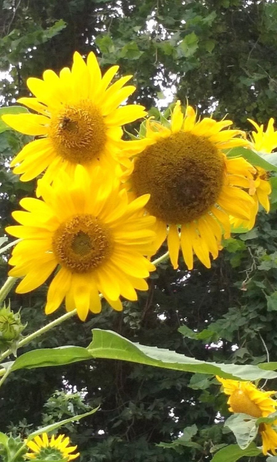 Sunflower 12 Many Heads Per Plant. Bright yellow color. 8