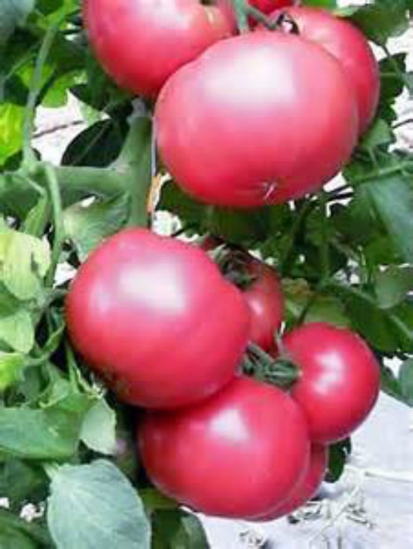 HOMER HEIRLOOM TOMATO SEEDS!   WE SELL OVER 80 TYPES OF TOMATOES!