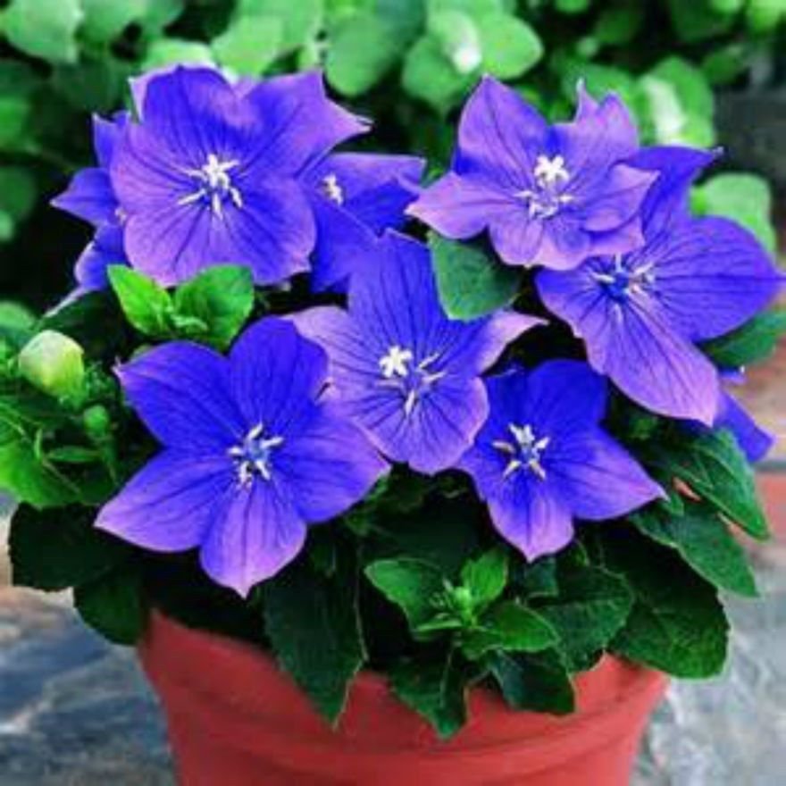 Платикодон Фото Цветов