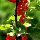 20 Red WAX CURRANT Edible Fruit Berries Pink Flowers Shrub Ribes Cereum Seeds