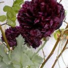250 Double BLACK PEONY POPPY Papaver Peoniflorum Flower Seeds