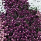 1000 NAVY BLUE ALYSSUM Lobularia Maritima Flower Seeds
