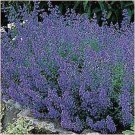 50 BLUE CATMINT Nepeta Mussinii Flower Herb Seeds