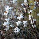10 Dwarf CREEPING SNOWBERRY Shrub White Pink Flower Symphoricarpos Mollis Seeds