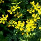 50 YELLOW RUE Herb of Grace Flower Seeds