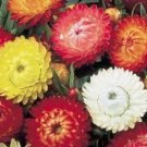 100 TALL DOUBLE MIX STRAWFLOWER Helichrysum Seeds