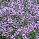 1000 GARDEN THYME English French Winter Herb Seeds