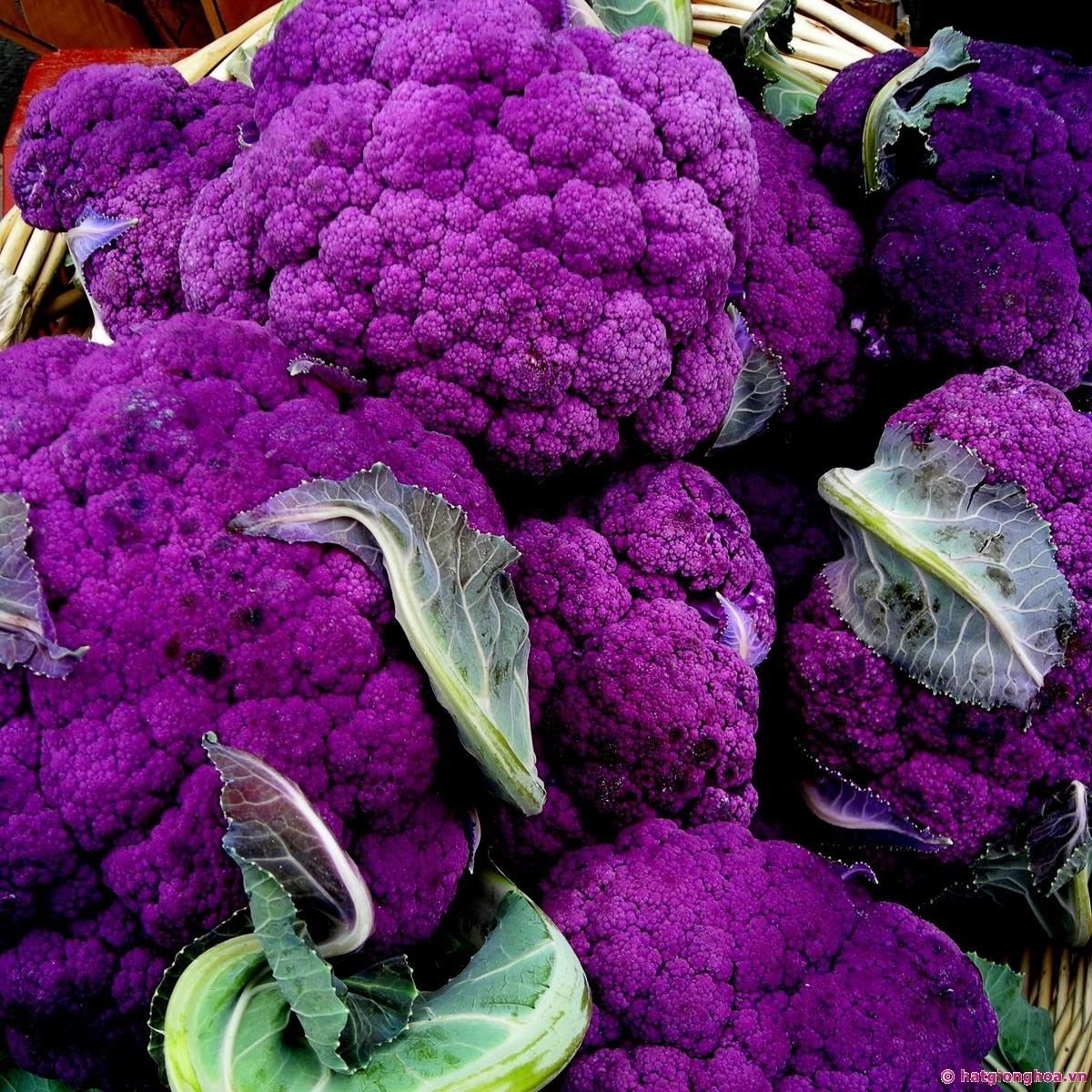 100 Purple Broccoli Seeds, Purple Sprouting Broccoli, Heirloom Non-Gmo Seeds, 100ct