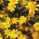 50 Seeds Goldfields Seeds