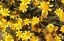 50 Seeds Goldfields Seeds