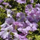 50 Seeds Pelleted Supercascade Lilac Petunia