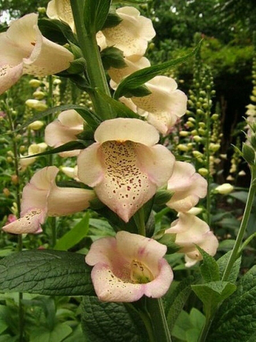 1500 Seeds Foxglove - Apricot Delight
