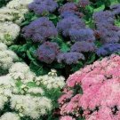 1200 Seeds Ageratum - Mixed Colors