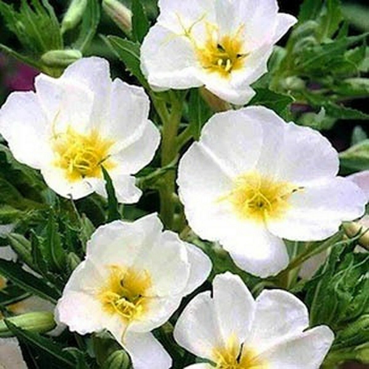 1200 Seeds Evening Primrose - White