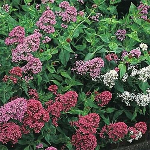 300 Seeds Jupiter's Beard Mix