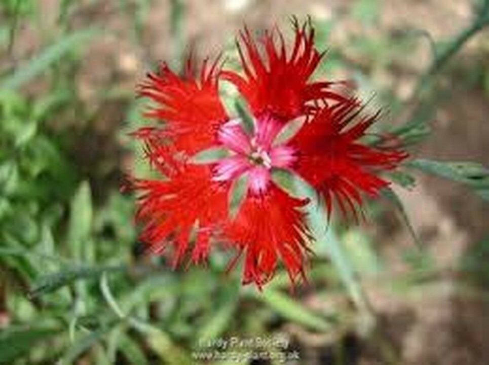 600 Seeds Dianthus Superbus Red