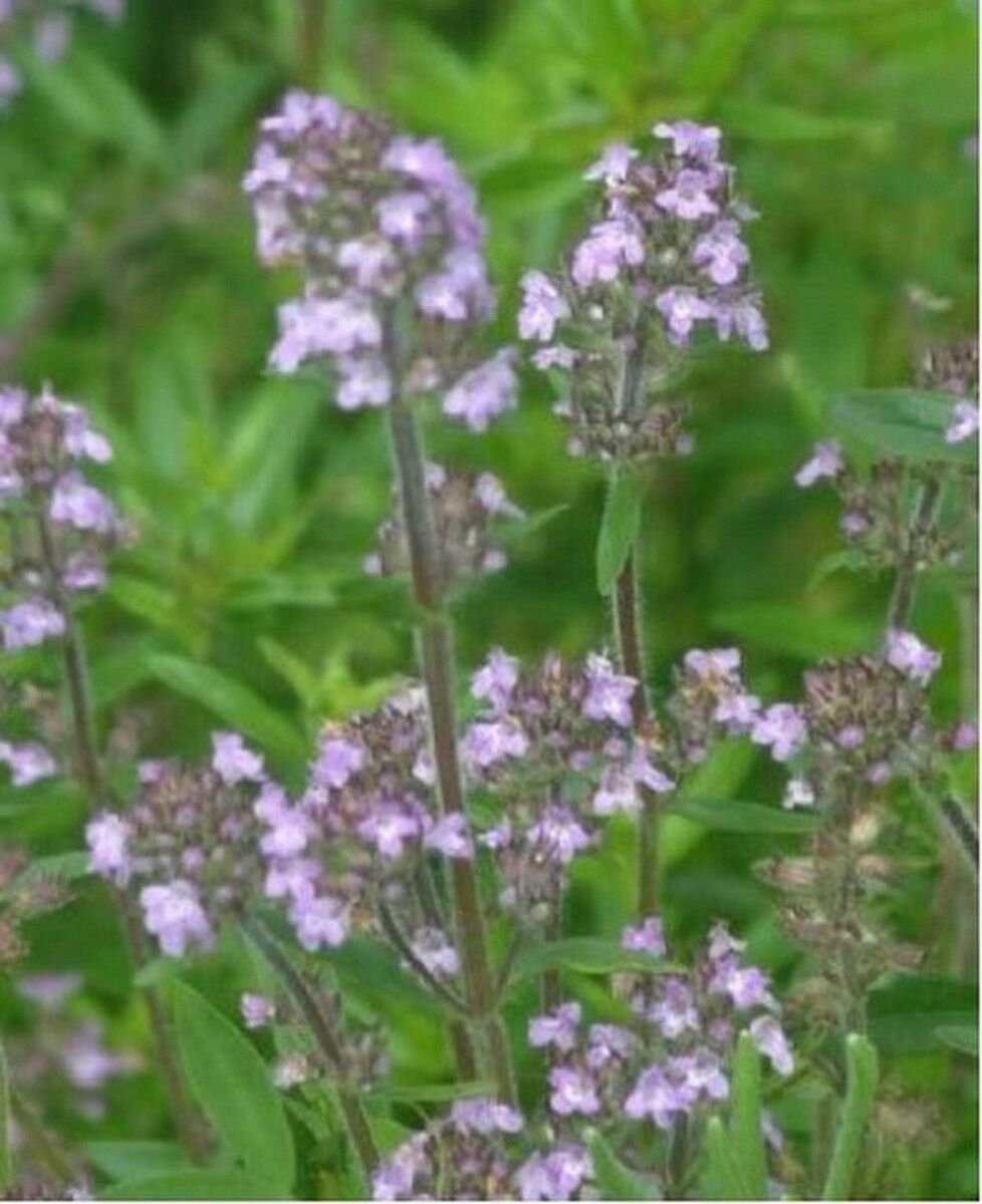 1200 Seeds Summer Savory Herb Satureja Hortensis