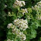 1200 Seeds Oregano Herb