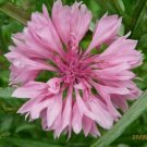 1200 Seeds Bachelor Button Cornflower Pink