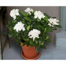 10 Seeds Gardenia Jasminoides