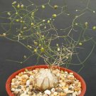 10 seeds SCHIZOBASIS INTRICATA (Exotic rare caudex flower bonsai onion cacti seed) 10 seeds SCHIZOBASIS INTRICATA (Exotic rare caudex flower bonsai onion cacti seed)