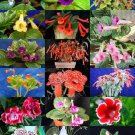 20 Seeds EXOTIC SINNINGIA MIX (Rare african violets fragrant garden flower seed)