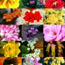 50 Seeds FLOWERING KALANCHOE MIX (Rare plant exotic cactus flower succulents seed) 50 Seeds FLOWERING KALANCHOE MIX (Rare plant exotic cactus flower succulents seed)