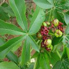 30 SEEDS JATROPHA EXCISA (Pubescens rare flower carnivorous plant succulents seed) 30 SEEDS JATROPHA EXCISA (Pubescens rare flower carnivorous plant succulents seed)