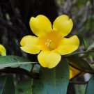5 SEEDS CAROLINA JASMINE (Gelsemium sempervirens vine rare fragrant flower seed) 5 SEEDS CAROLINA JASMINE (Gelsemium sempervirens vine rare fragrant flower seed)
