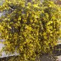 5 SEEDS CAROLINA JASMINE (Gelsemium sempervirens vine rare fragrant flower seed)