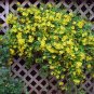 5 SEEDS CAROLINA JASMINE (Gelsemium sempervirens vine rare fragrant flower seed)