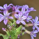 20 Seeds Plumbago Europaea (Rare leadwort EXOTIC purple flowers butterfly seed)