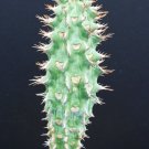5 Seeds Euphorbia Viguieri ANKARAFATSIENSIS (Exotic flower madagascar rare seed)