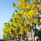 10 Seeds Indian Larbunum Cassia Fistula GOLDEN SHOWER TREE Yellow Flower Seed 10 Seeds Indian Larbunum Cassia Fistula GOLDEN SHOWER TREE Yellow Flower Seed